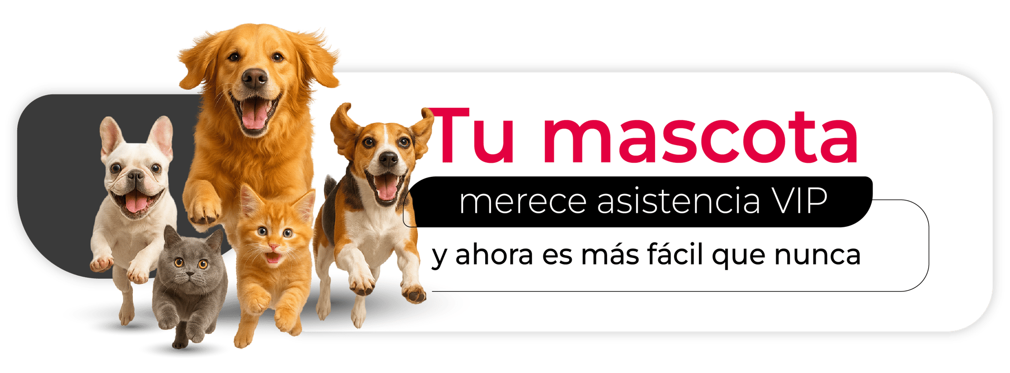 Mascotas@2x