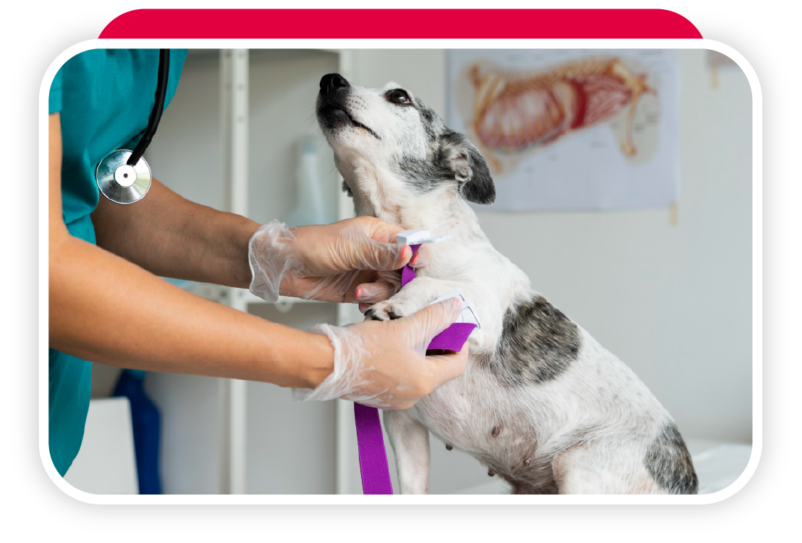 Veterinario@2x